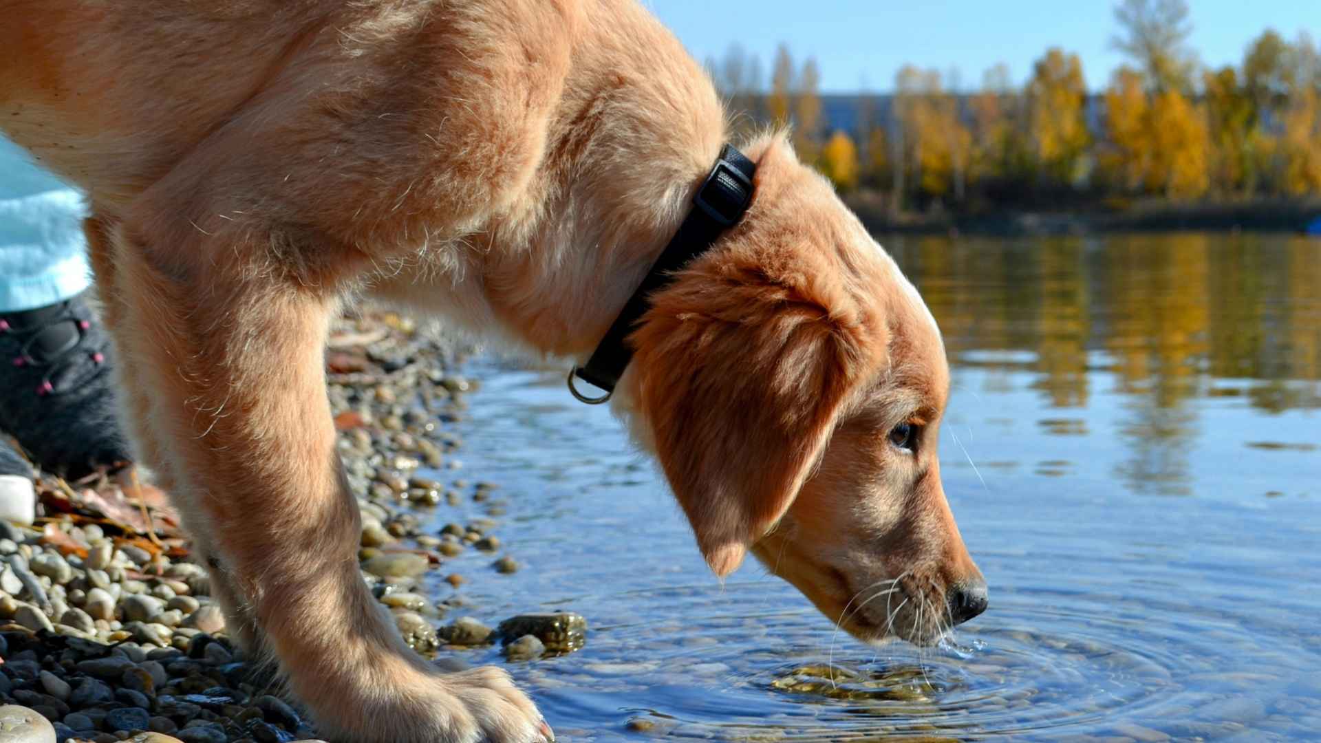 perrito bebiendo agua
